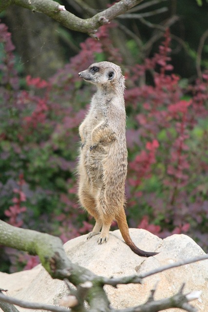 meerkat, standing, zoo, guardian, attentive