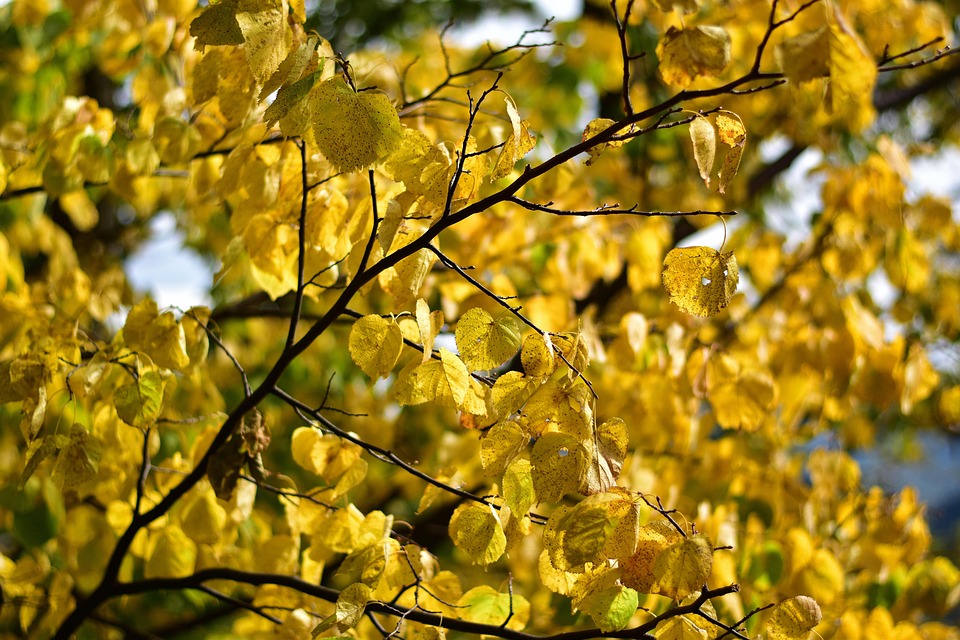 autumn-4521225_960_720.jpg