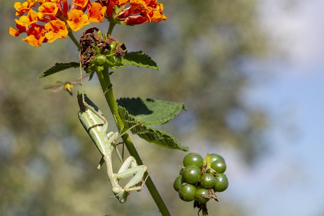 Insekt, Natur, Mantidae, Dyr