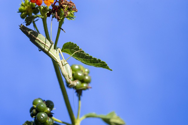 Insekt, Natur, Mantidae, Dyr