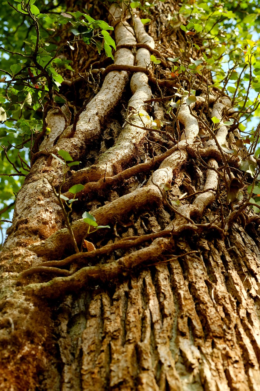 Efeu Ranke Pflanze - Kostenloses Foto auf Pixabay