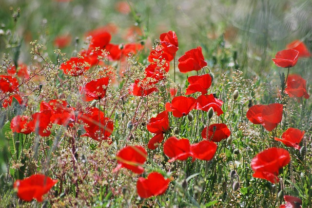Feld Mohn Rot - Kostenloses Foto auf Pixabay - Pixabay