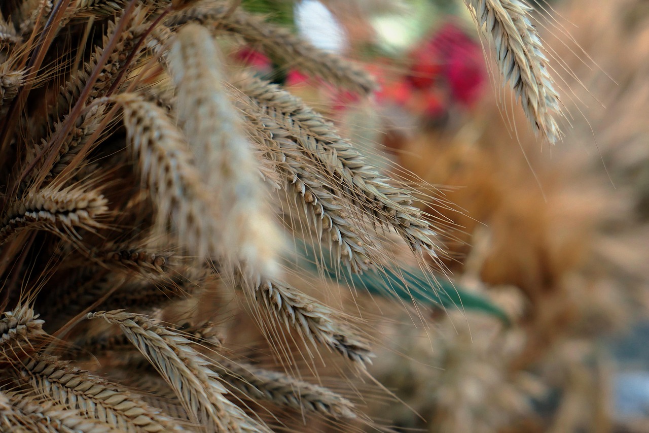 Grain - free online jigsaw puzzle photo