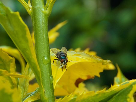 Free Fly Housefly photo and picture