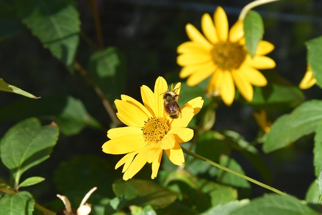 Free Flower Bloom photo and picture