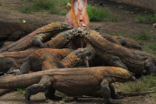 Indonesien, Natur, Ø, Komodo, Flores