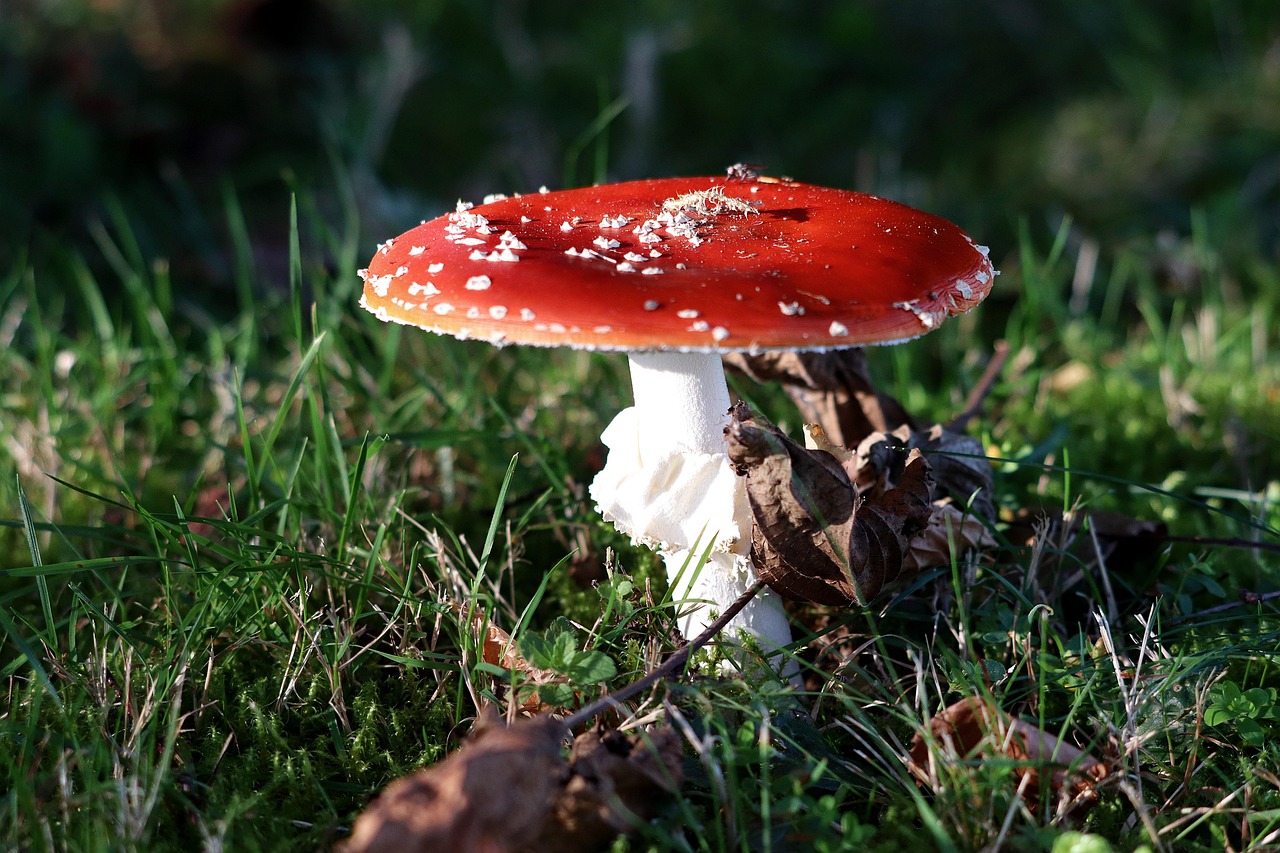 Fungo Velenoso Rosso Foto gratis su Pixabay Pixabay