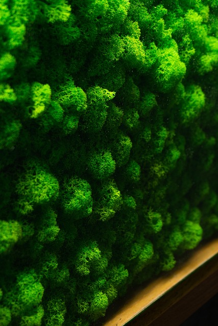 Verde, Водорости, Decoración, Interior