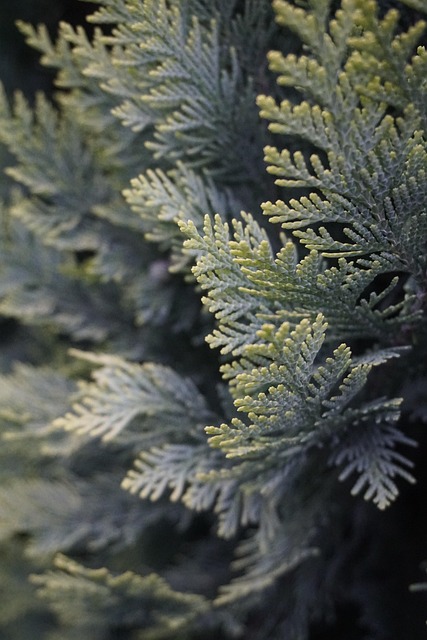 Planta, Verde, Naturaleza, Ecología