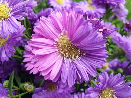 ดอกไม้, สีชมพู, สีม่วง, ฝน, เปียก, เขียว