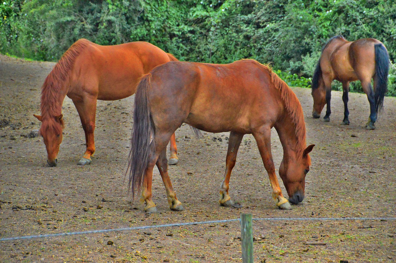 Horse - free online jigsaw puzzle photo