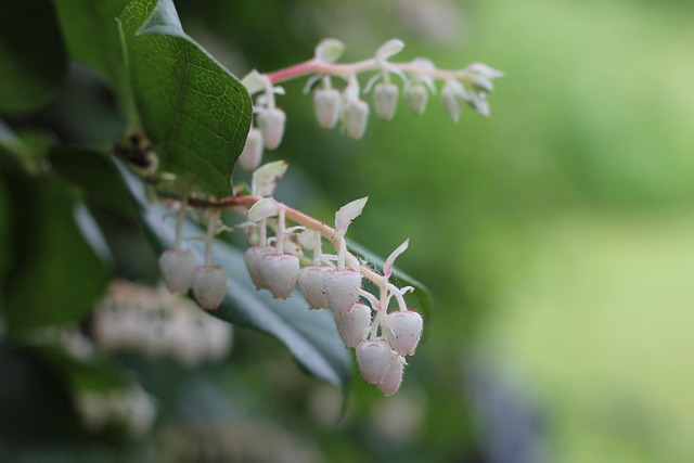 Free Blossom Bloom photo and picture