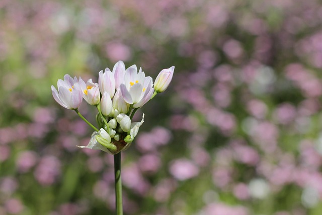 Free Flower Pink photo and picture