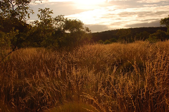 Free Corn Grass photo and picture