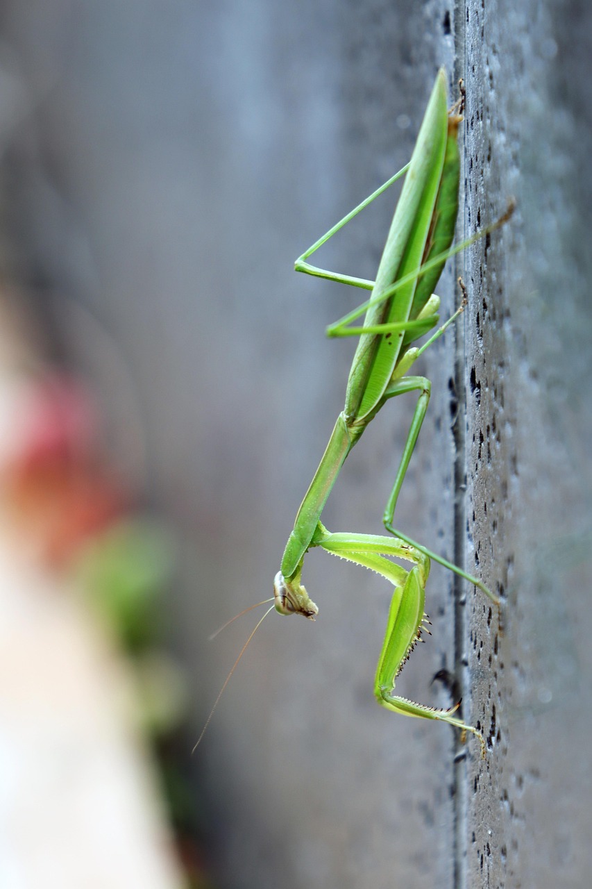 Mantis Insects Nature - Free photo on Pixabay - Pixabay