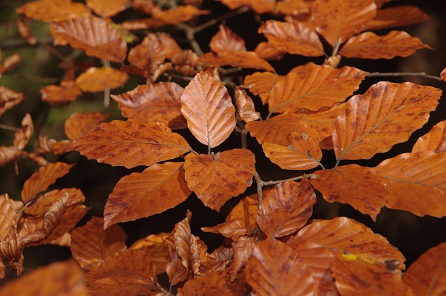 Free Fall Forest photo and picture