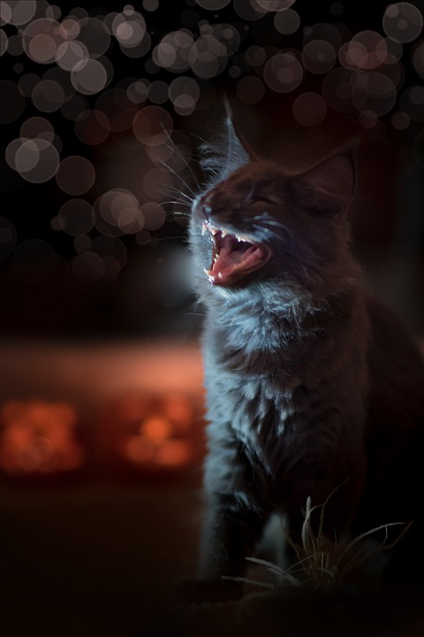 Cat Blue Black - Free photo on Pixabay - Pixabay