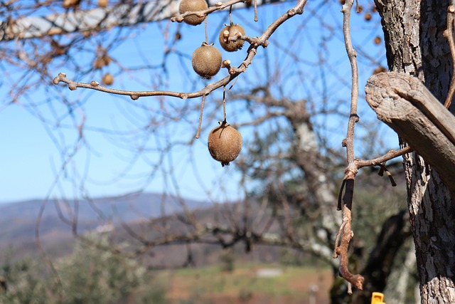 Free Fruit Tree photo and picture
