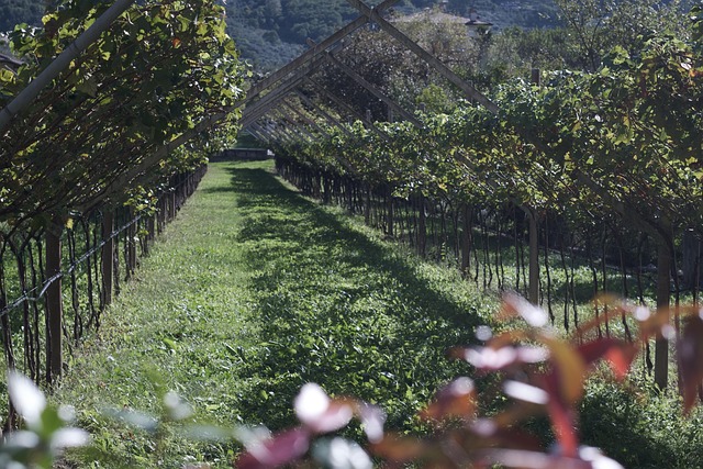 Free Vineyard Green photo and picture