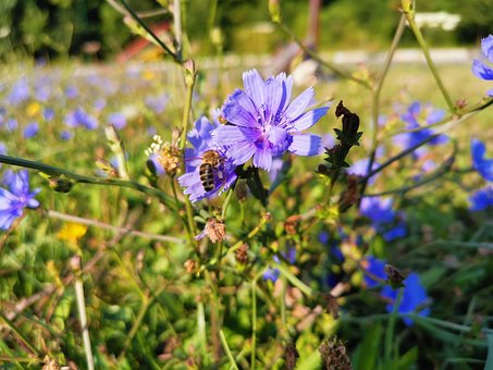 Bi, Markblomster, Natur, Blomst, Bier