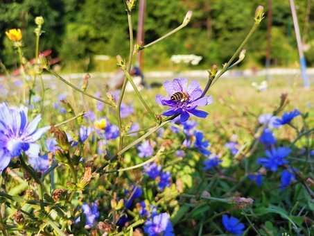 Bi, Markblomster, Natur, Blomst, Bier