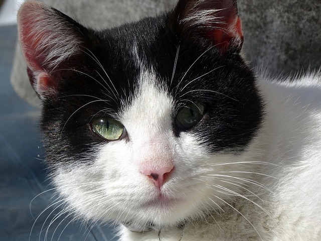 Free Cat Eyes photo and picture