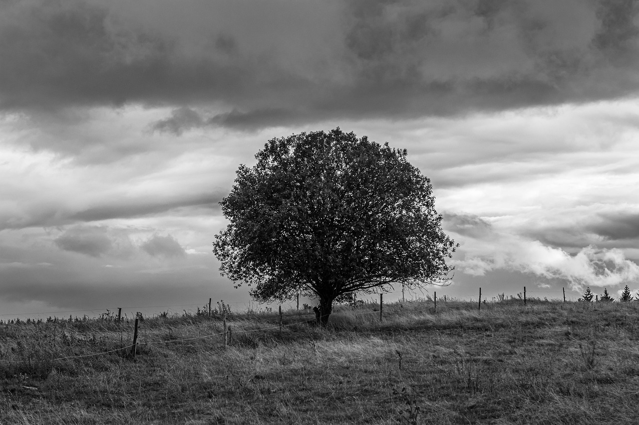 Tree - free online jigsaw puzzle photo
