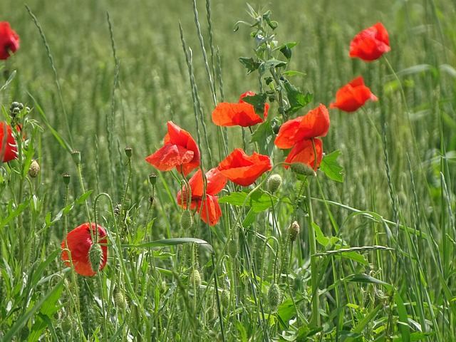 Free Poppy Grass photo and picture