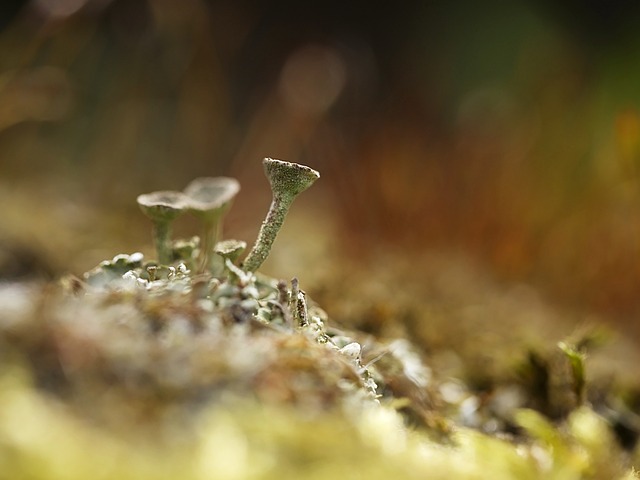 Free Moss Nature photo and picture