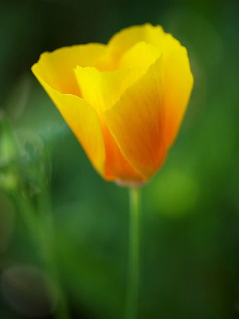 Free Poppy Yellow photo and picture