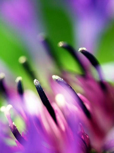 Free Macro Blossom photo and picture