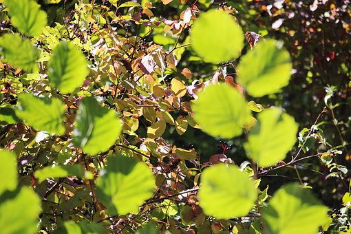 Free Fall Leaves photo and picture