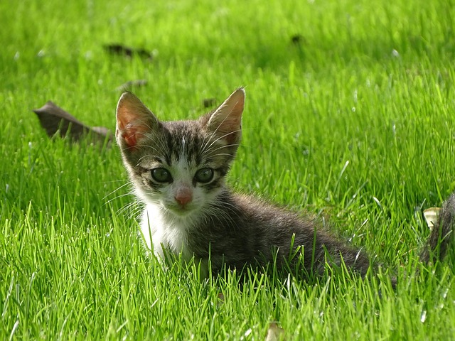 Free Cat Kitten photo and picture