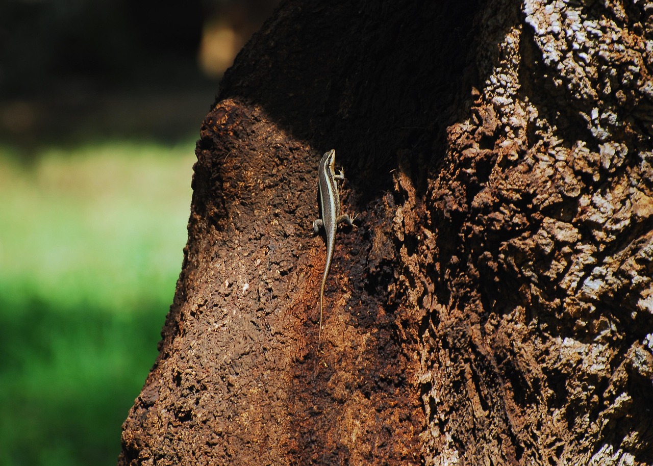 African Striped Skink - free online jigsaw puzzle photo