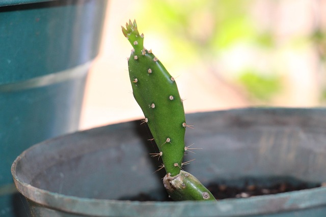 Free Cactus Succulent photo and picture