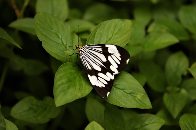 Britische Motte, Natur, Farben Der Natur