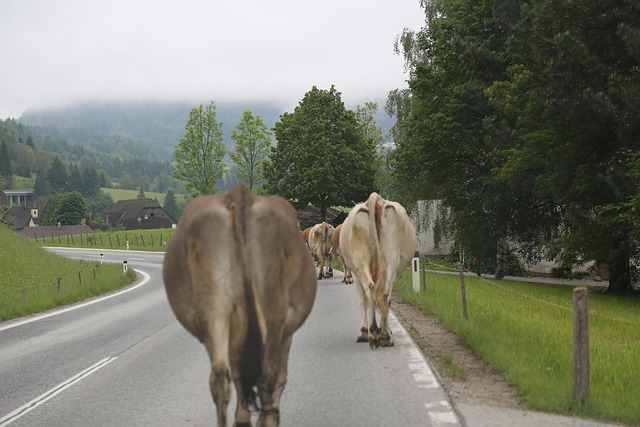 Free Cows Road photo and picture