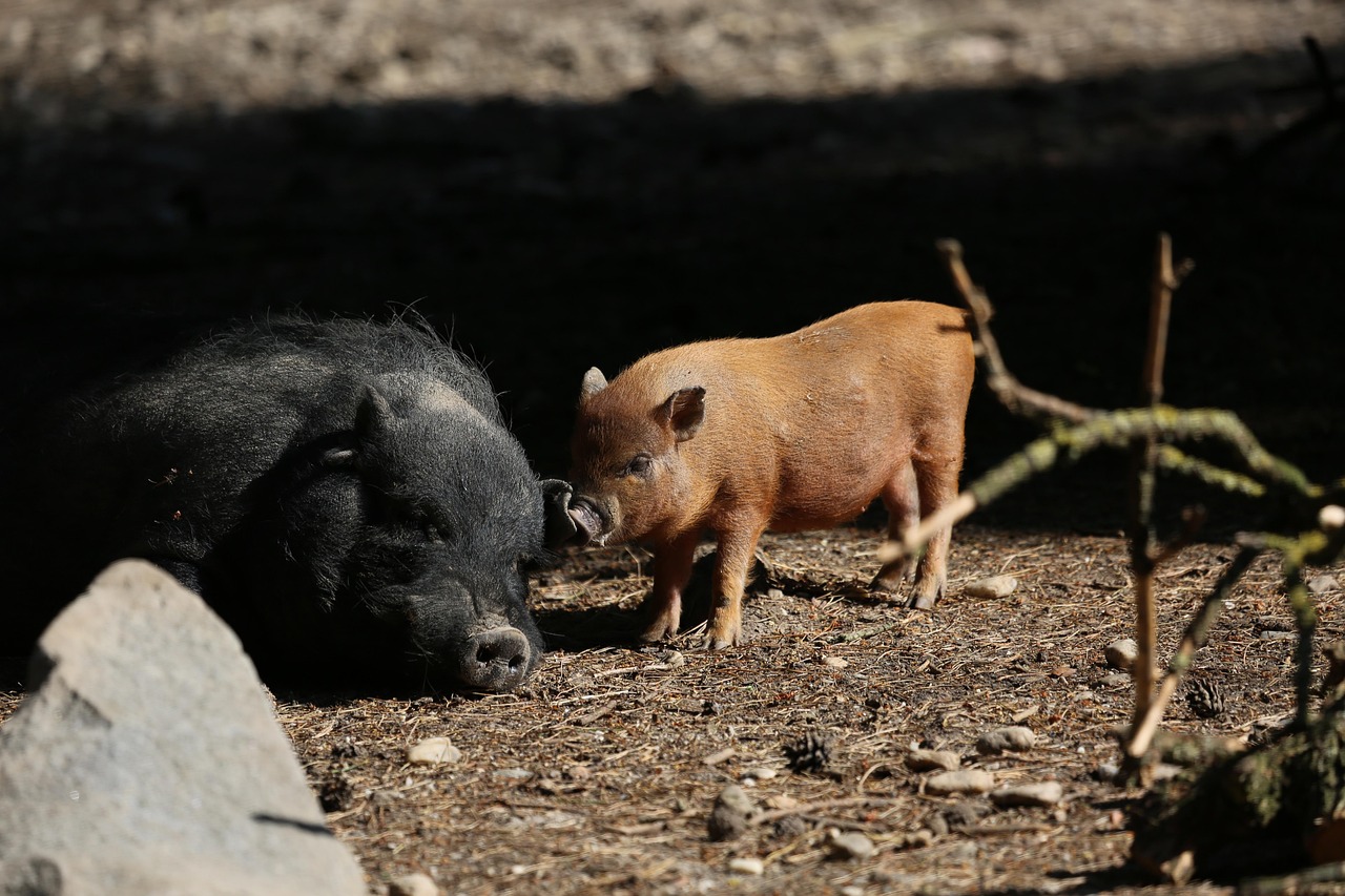 Sow Pig Wild Boars Free Photo On Pixabay Pixabay