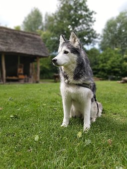 100+ Gambar Arsiran Anjing HD 100+ Gambar Arsiran Anjing HD