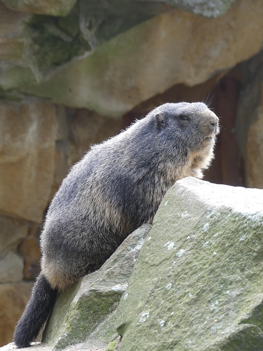 Marmot Alps Rodent Alpine - Free photo on Pixabay
