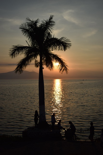 Palmera, Lago, Chapala, Jalisco, Mexico