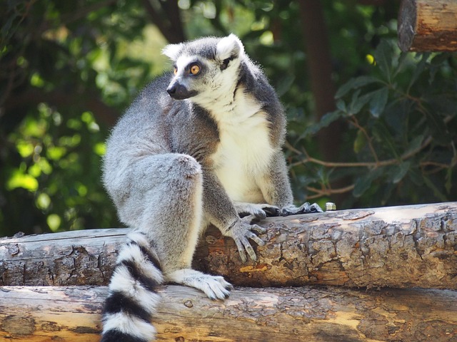 Lemur, Primat, Pattedyr, Zoo, Dyr, Abe