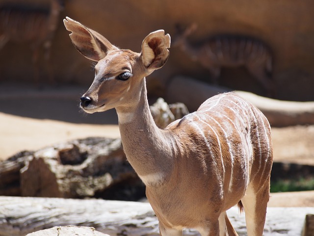 Hjort, Antilope, Safari, Natur, Dyreliv