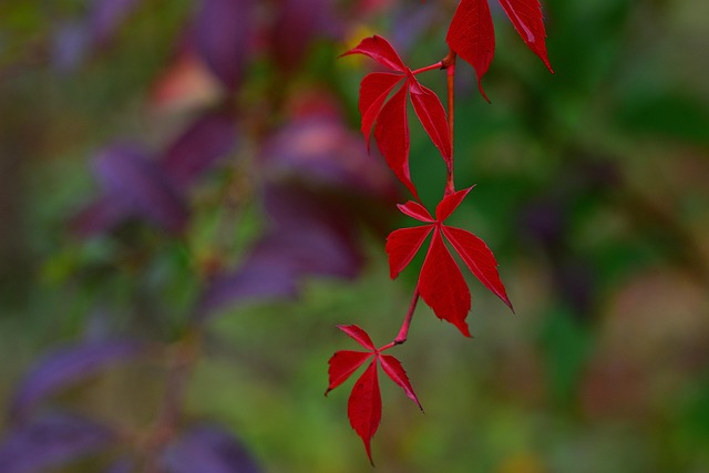 Free Fall Nature photo and picture