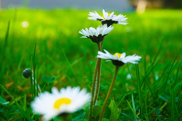 Free Daisy Green photo and picture