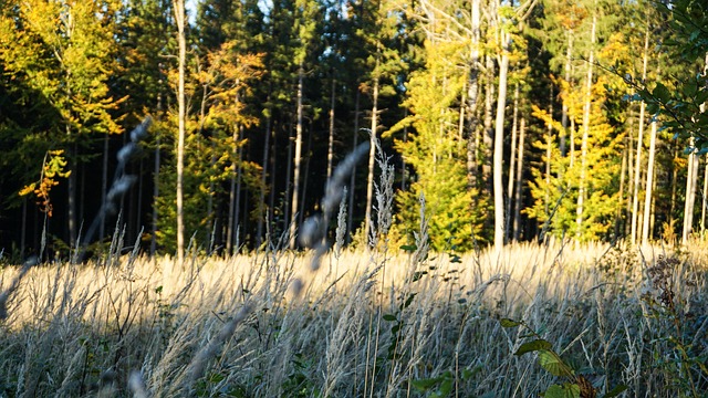 Free Nature Fall photo and picture