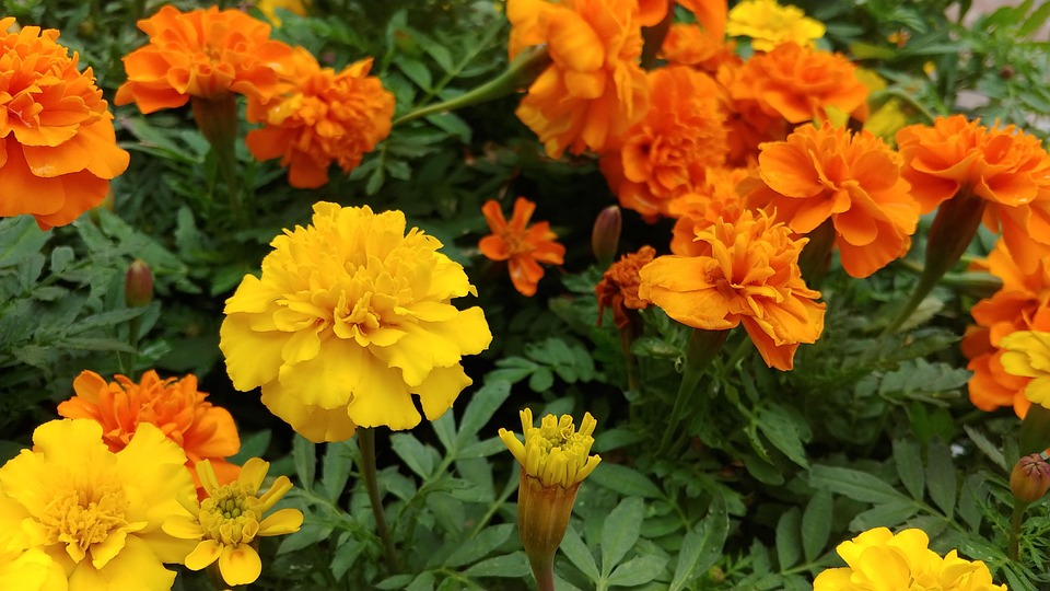 Gula Blommor Gul Blomma Orange Gratis Foto Pa Pixabay gula blommor gul blomma orange gratis