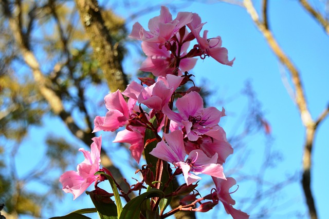 Free Wild Flower photo and picture