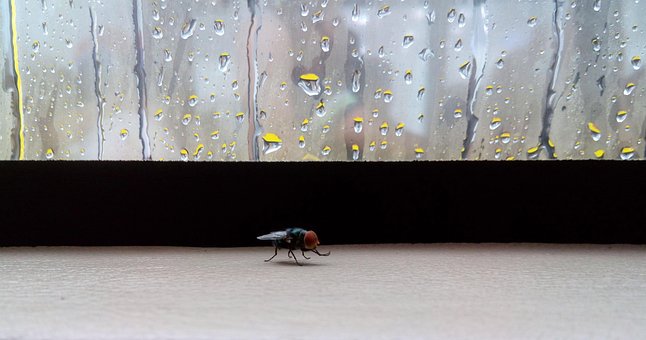 Volar, Lluvia, Día Lluvioso