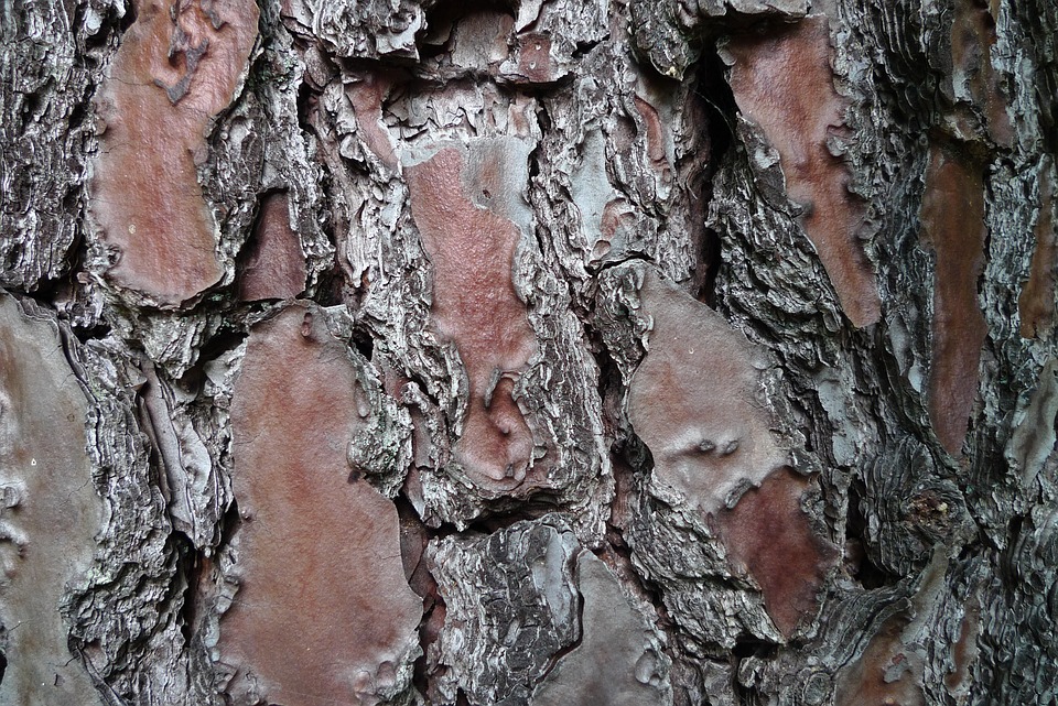 Baum Rinde Kiefer - Kostenloses Foto auf Pixabay